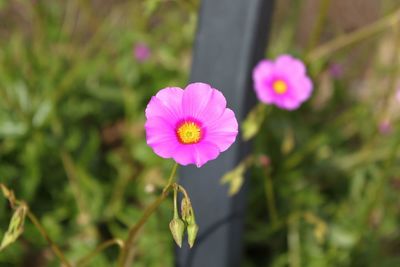 Close-up of pink flowering plant