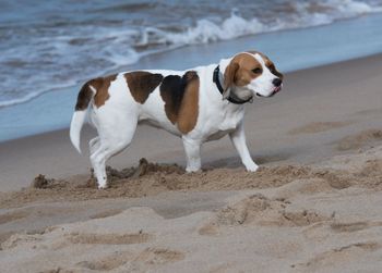 Dog on beach