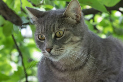 Close-up of cat