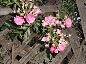 High angle view of pink flowers