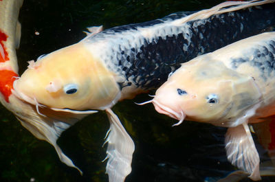 Close-up of fish swimming in water