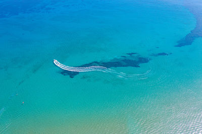 High angle view of turtle in sea