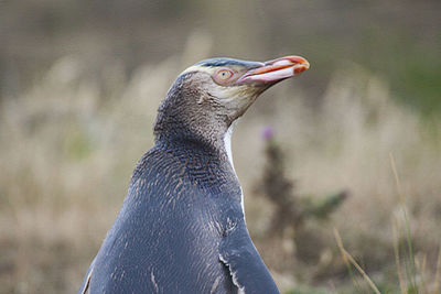 Close-up of a bird looking away