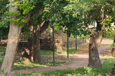 Trees in park