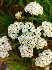 Close-up of white flowering plant in park