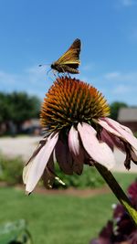 Close-up of butterfly pollinating on flower