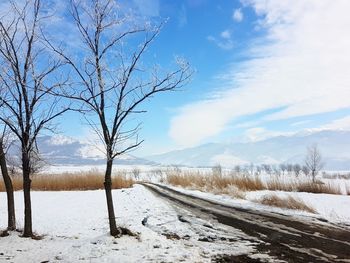 Bare trees on snowcapped landscape against sky