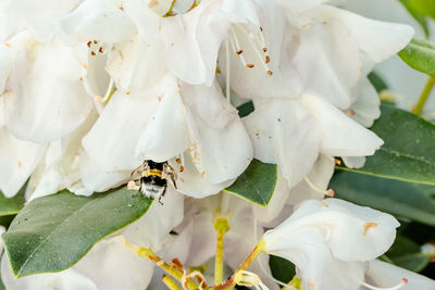 Close-up of insect on white flower