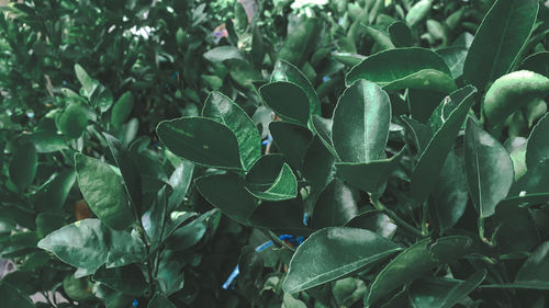 Close-up of flowering plant on field