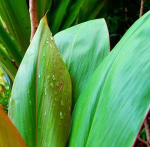 Close-up of water drops on leaf