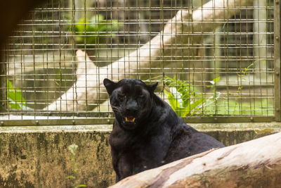 Black dog looking away