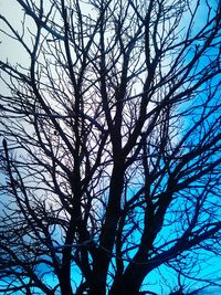 Low angle view of bare trees against blue sky