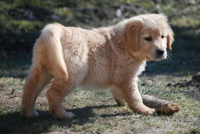 Close-up of dog on field