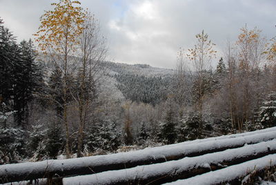 Trees in forest during winter