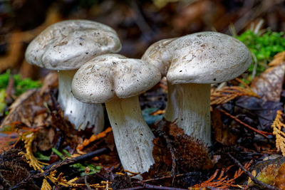 Close-up of mushrooms growing in forest