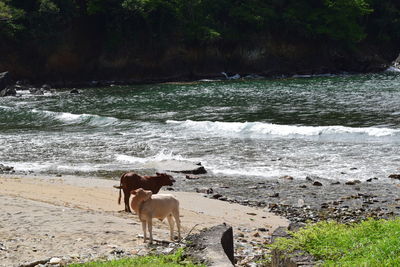 Cows standing at beach