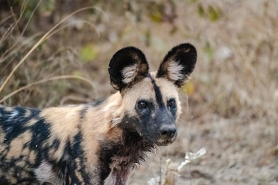 A close-up of a beautiful wild dog in the savannah