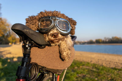 Dog with goggles in bicycle transport basket