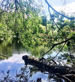 Scenic view of lake in forest