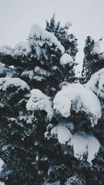 Close-up of snow covered land and trees