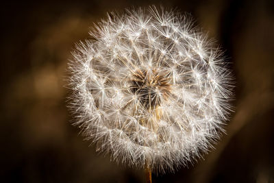 Close-up of dandelion against blurred background