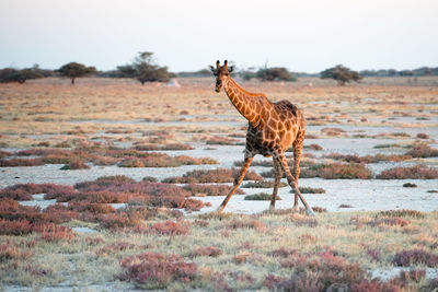 Giraffe standing on field