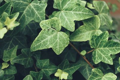 Close-up of green leaves