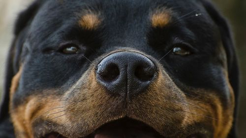 Close-up portrait of dog