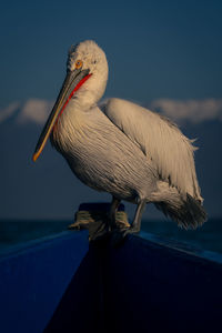 Close-up of pelican perching on railing