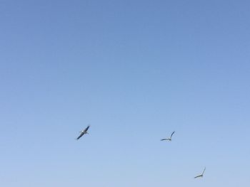 Low angle view of birds flying in sky