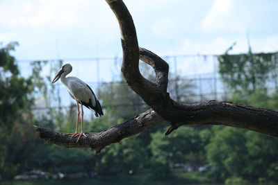 Close-up of bird perching on branch against sky