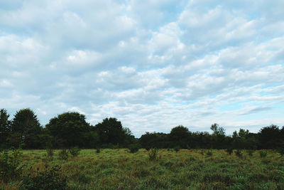 Scenic view of field against sky