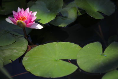 Close-up of lotus water lily in pond