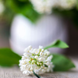 Close-up of flower against blurred background