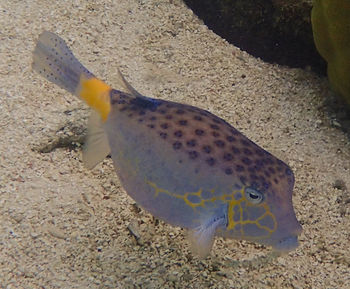 Fish swimming in sea