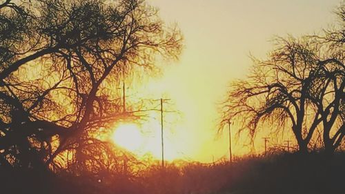 Silhouette of trees at sunset