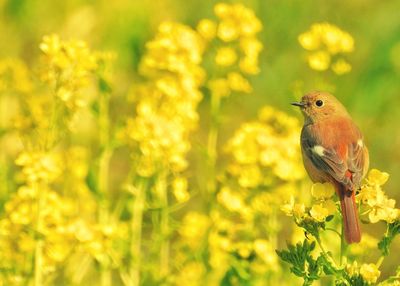 Close-up of bird perching on plant