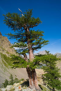 Low angle view of tree against clear blue sky