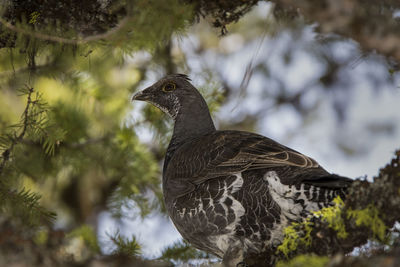 Close-up of bird perching on a tree