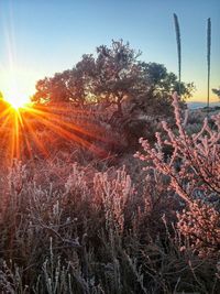 Sun shining through trees on field