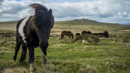 Horses grazing on field against sky
