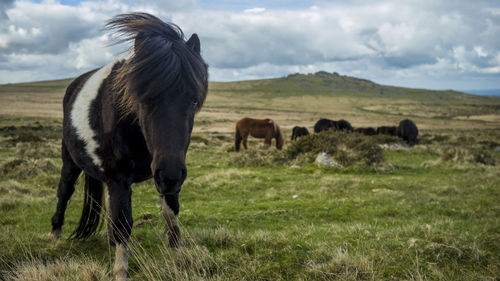 Horses grazing on field against sky