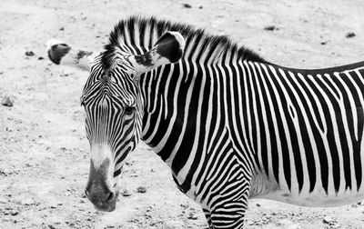 Zebra standing on field