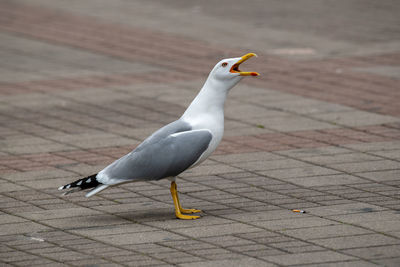 Seagull perching on a footpath