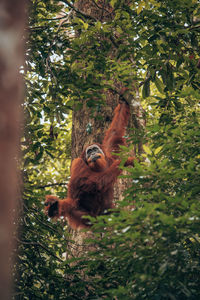 High angle view of monkey in forest