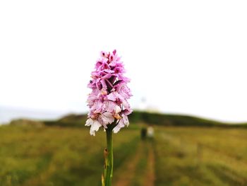 Close-up of pink flowering plant on field against sky