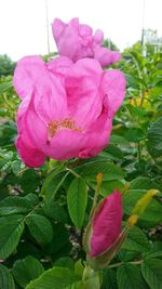 Close-up of pink flowers blooming outdoors