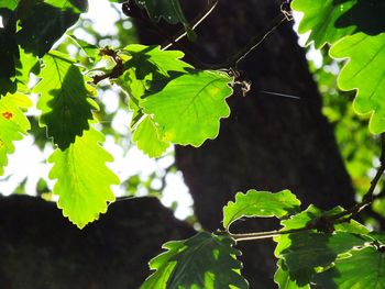 Close-up of plant