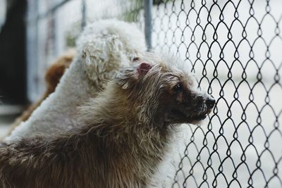 Dogs sitting in front of steel wire fence on natural light background.