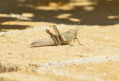 Close-up of insect on wall